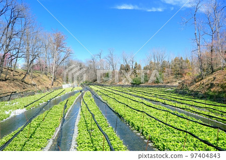 Daio wasabi farm in spring Daio wasabi farm in spring 97404843