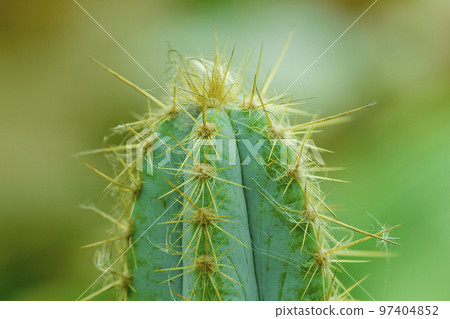 Cactus in nature The sharp thorns. 97404852