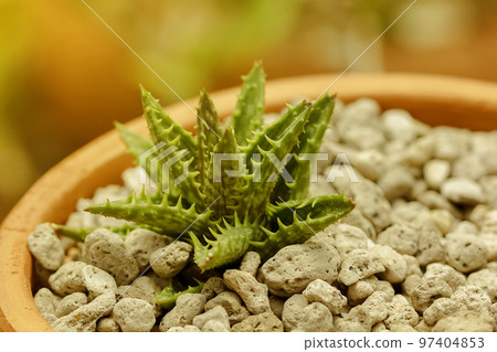 Aloe squarrosa is located on a small rock. 97404853