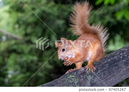 Young Squirrel sits on tree in summer. Eurasian red squirrel, Sciurus vulgaris. 97405267