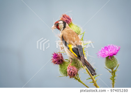 European goldfinch, feeding on the seeds of thistles. Carduelis carduelis. 97405280