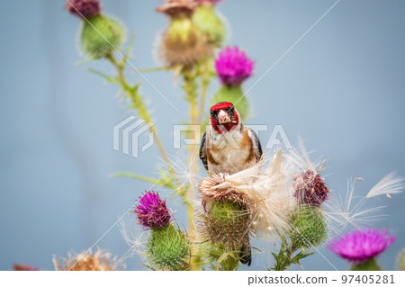 European goldfinch, feeding on the seeds of thistles. Carduelis carduelis. 97405281