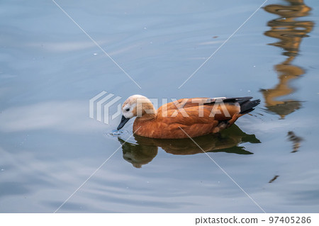 Ruddy Shelduck, or red duck, lat. Tadorna ferruginea, swimming on a lake. Ruddy Shelduck, or red duck, lat. Tadorna ferruginea, swimming on a lake. 97405286