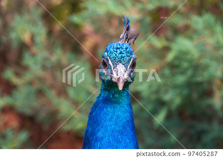 Peacock, Pavo cristatus, beautifully colored male portrait Peacock, Pavo cristatus, beautifully colored male portrait 97405287