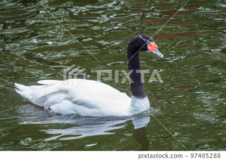 The black-necked swan, Cygnus melancoryphus, is a swan that is the largest waterfowl native to South America. The body plumage is white with a black neck and head and greyish bill The black-necked swan, Cygnus melancoryphus, is a swan that is the largest waterfowl native to South America. The body plumage is white with a black neck and head and greyish bill 97405288