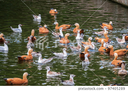A flock of shelducks and seagulls swim in the water 97405289