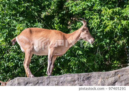 East caucasian tur, female, latin name Carpa cylindricornis. 97405291