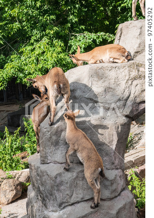 Markhor goatlings jump on the rocks. Markhor, Capra falconeri 97405292
