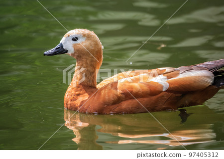 Ruddy Shelduck, or red duck, lat. Tadorna ferruginea, swimming on a lake. Ruddy Shelduck, or red duck, lat. Tadorna ferruginea, swimming on a lake. 97405312