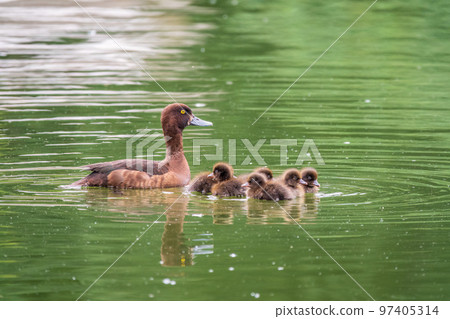 Female Tufted duck swims with her ducklings in green lake 97405314