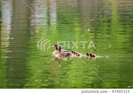 Tufted duck Family swims with their ducklings in green lake water. Tufted duck Family swims with their ducklings in green lake water. 97405315