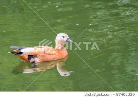 Ruddy Shelduck, or red duck, lat. Tadorna ferruginea, swimming on a lake. Ruddy Shelduck, or red duck, lat. Tadorna ferruginea, swimming on a lake. 97405320