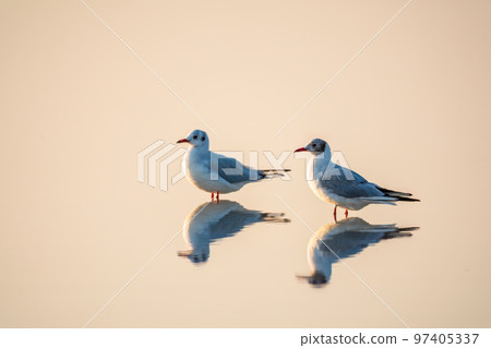 Flock of Seagulls, The European herring gull, swims on the calm lake shore in sunset Flock of Seagulls, The European herring gull, swims on the calm lake shore in sunset 97405337