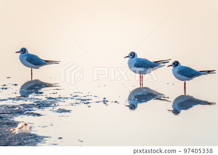 Flock of Seagulls, The European herring gull, swims on the calm lake shore in sunset Flock of Seagulls, The European herring gull, swims on the calm lake shore in sunset 97405338