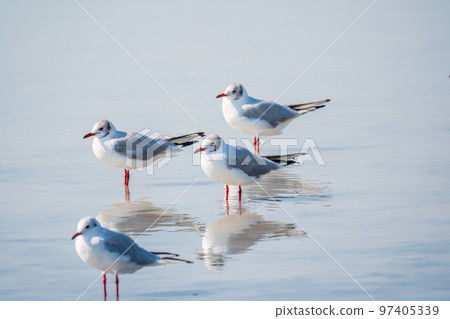 Flock of Seagulls, The European herring gull, swims on the calm lake shore 97405339