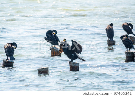 A flock of cormorants sits on a old sea pier in orange sunset light 97405341