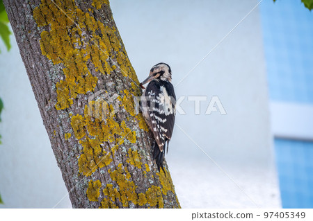Female Syrian woodpecker, Dendrocopos syriacus, sits on a tree trunk. 97405349