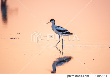 Water bird pied avocet, Recurvirostra avosetta, standing in the water in pink sunset light. The pied avocet is a large black and white wader with long, upturned beak 97405351