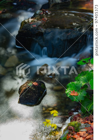 Autumn leaves at Kagawa Canal Memorial Park are the best 97405373