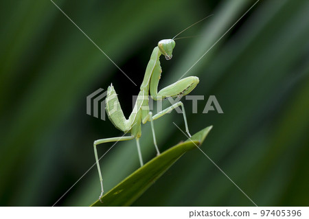 Mantodea is on a green leaf. Mantodea is on a green leaf. 97405396