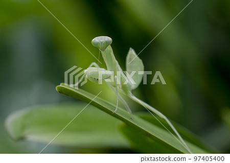 Mantodea is on a green leaf. 97405400