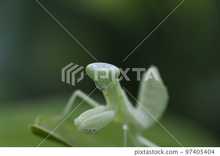 Mantodea is on a green leaf. 97405404
