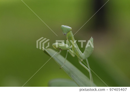 Mantodea is on a green leaf. Mantodea is on a green leaf. 97405407
