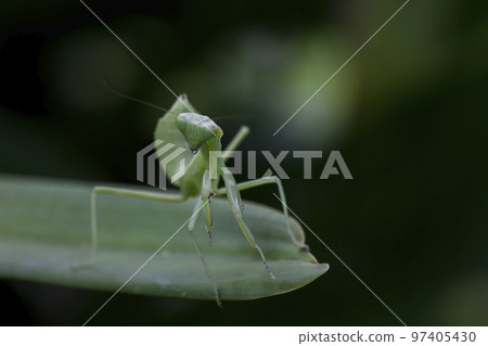 Mantodea is on a green leaf. 97405430