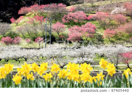 Shinshu Shinmachi Roku Umezono 97405440