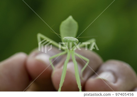 Mantodea is on the finger baby. Mantodea is on the finger baby. 97405456