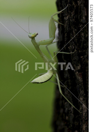Mantodea is on the tree. Mantodea is on the tree. 97405573