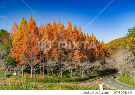萬池森林公園美麗的秋葉 萬池森林公園美麗的秋葉 97405689