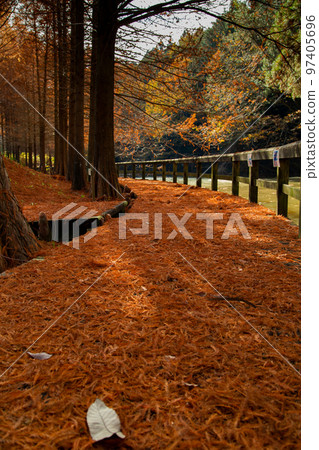 萬池森林公園美麗的秋葉 97405696