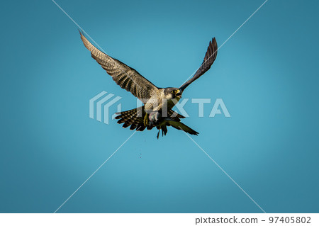 Spring in Hokkaido, Peregrine Falcon Struggles Spring in Hokkaido, Peregrine Falcon Struggles 97405802
