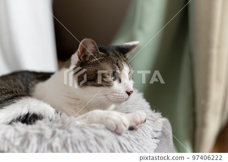 A cat staring at a pheasant cat 97406222