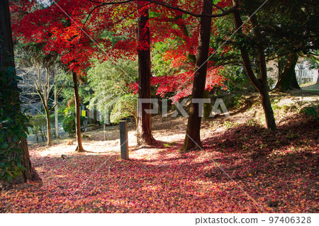 Konpira-san's Autumn Leaves The autumn leaves on the back approach to the shrine are beautiful 97406328