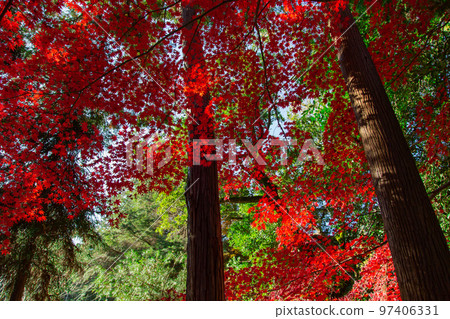 Konpira-san的秋葉參拜後背的紅葉很美 Konpira-san的秋葉參拜後背的紅葉很美 97406331