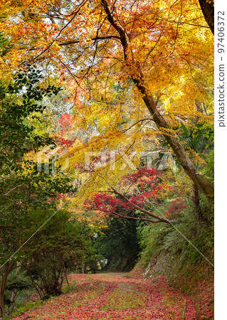 Konpira-san's Autumn Leaves The autumn leaves on the back approach to the shrine are beautiful 97406372