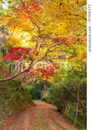 Konpira-san's Autumn Leaves The autumn leaves on the back approach to the shrine are beautiful 97406375