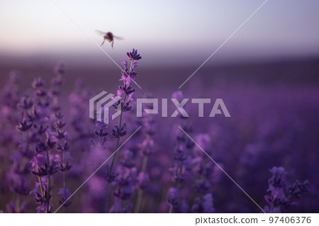 Lavender flower background with beautiful purple colors and boke 97406376