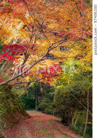 Konpira-san's Autumn Leaves The autumn leaves on the back approach to the shrine are beautiful 97406380