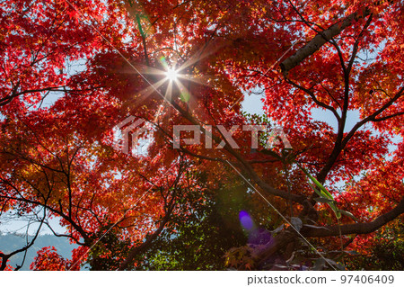 Konpira-san的秋葉參拜後背的紅葉很美 Konpira-san的秋葉參拜後背的紅葉很美 97406409