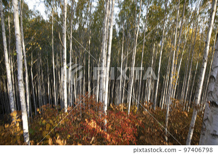 江原道麟蹄的秋天早晨，白樺樹的夢幻影像，傾斜拍攝 97406798