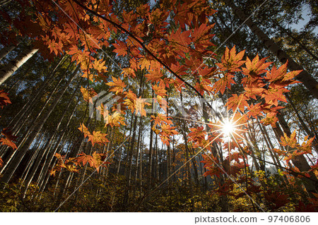 江原道麟蹄的秋天早晨,白樺樹的夢幻般的模樣 江原道麟蹄的秋天早晨,白樺樹的夢幻般的模樣 97406806