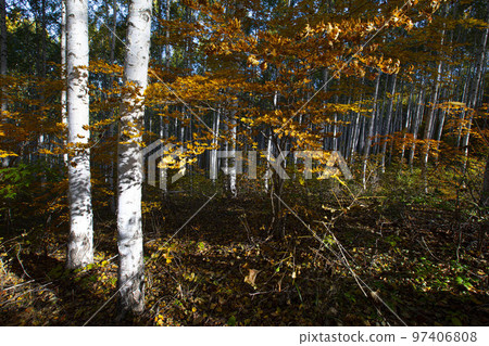 江原道麟蹄的秋天早晨,白樺樹的夢幻般的模樣 江原道麟蹄的秋天早晨,白樺樹的夢幻般的模樣 97406808