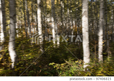 Autumn morning in Inje, Gangwon-do, dreamy appearances in a birch forest, panning shot 97406815