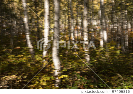 Autumn morning in Inje, Gangwon-do, dreamy appearances in a birch forest, panning shot Autumn morning in Inje, Gangwon-do, dreamy appearances in a birch forest, panning shot 97406816