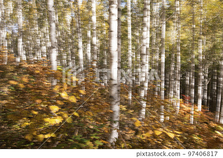Autumn morning in Inje, Gangwon-do, dreamy appearances in a birch forest, panning shot Autumn morning in Inje, Gangwon-do, dreamy appearances in a birch forest, panning shot 97406817