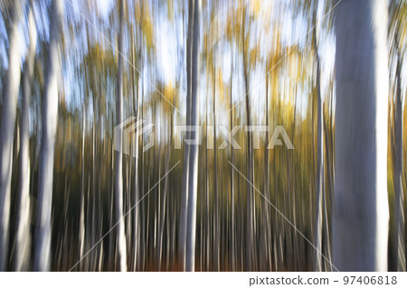 Autumn morning in Inje, Gangwon-do, dreamy images of birch trees, tilting shot Autumn morning in Inje, Gangwon-do, dreamy images of birch trees, tilting shot 97406818