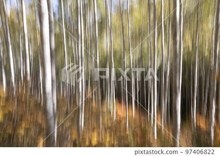 Autumn morning in Inje, Gangwon-do, dreamy images of birch trees, tilting shot Autumn morning in Inje, Gangwon-do, dreamy images of birch trees, tilting shot 97406822